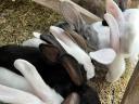 Mixed sex rabbits for sale 17 pcs