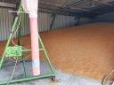 Corn for sale in Algyő! Bagging individually/bulk