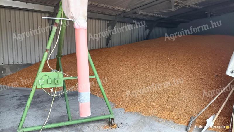 Corn for sale in Algyő! Bagging individually/bulk