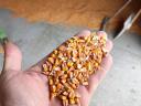 Corn for sale in Algyő! Bagging individually/bulk