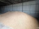 Fodder wheat for sale in Algyő! Bagging individually/bulk