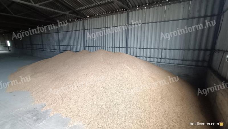 Fodder wheat for sale in Algyő! Bagging individually/bulk