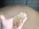 Fodder wheat for sale in Algyő! Bagging individually/bulk