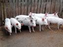 Absetzferkel zu verkaufen