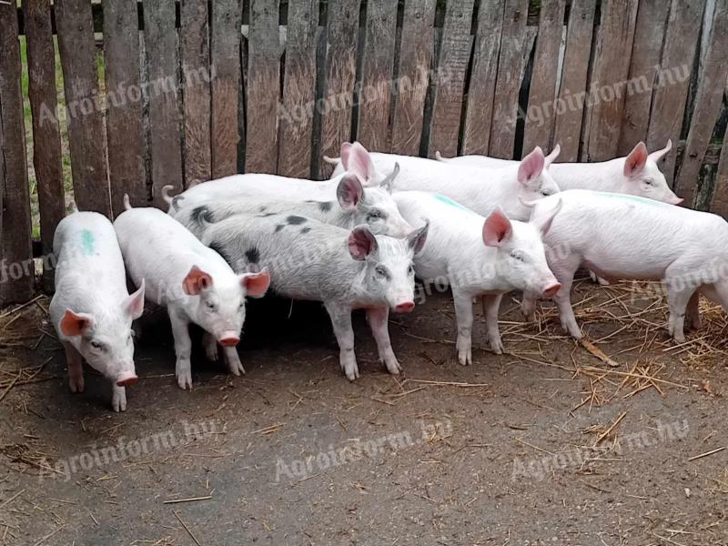 Absetzferkel zu verkaufen