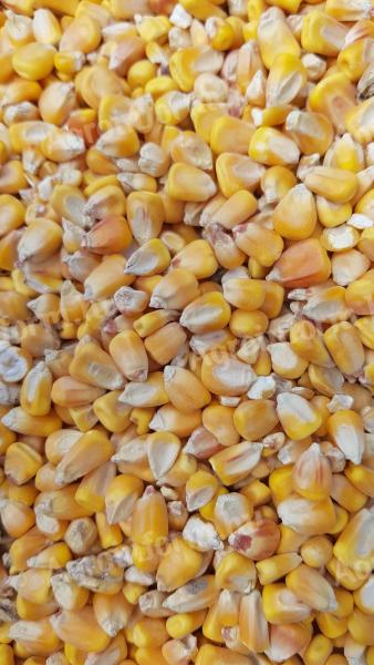 Feed maize for sale