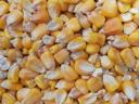 Feed maize for sale