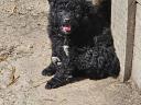 Mudi puppies looking for owners
