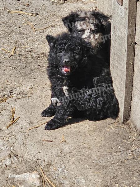 Mudi puppies looking for owners