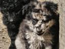 Mudi puppies looking for owners