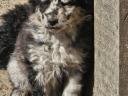 Mudi puppies looking for owners