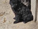 Mudi puppies looking for owners