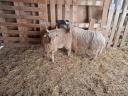 Racka rams