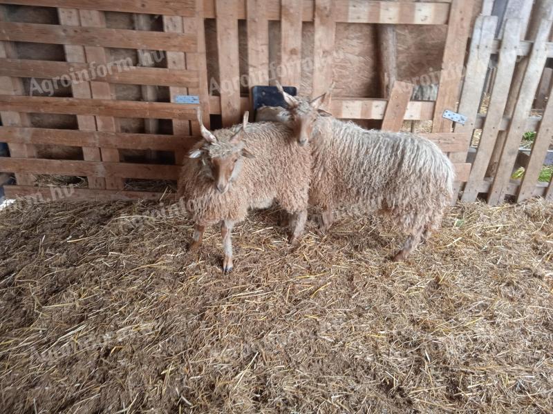 Racka rams