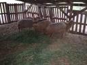 Racka sheep lambs