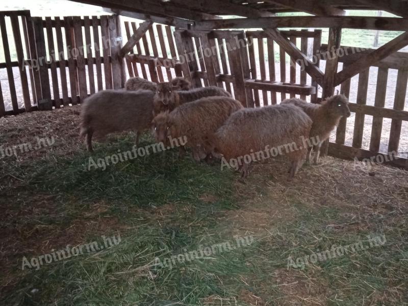 Racka sheep lambs
