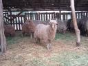 Racka sheep lambs