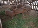 Racka sheep lambs