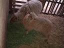Racka sheep lambs