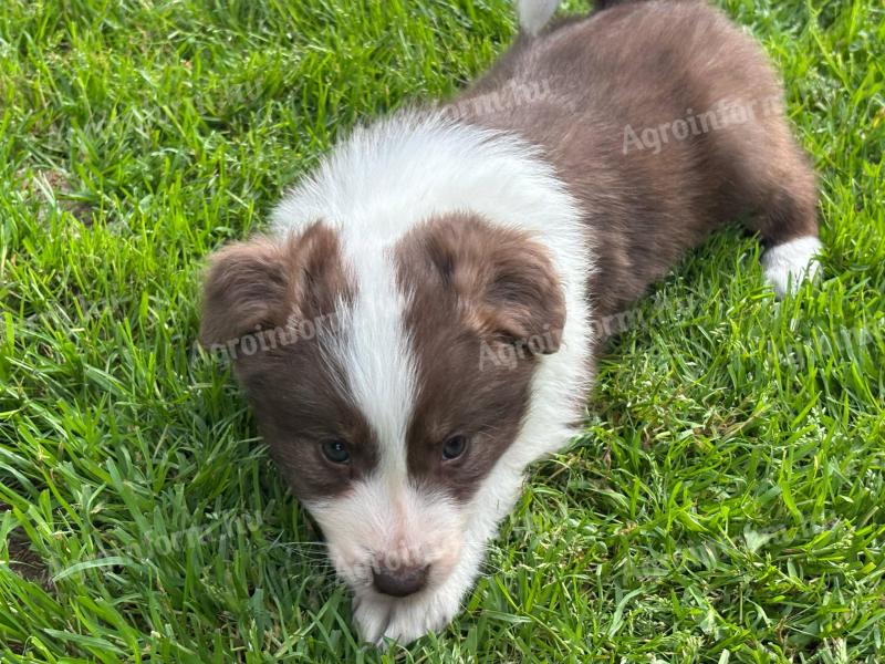 border collie