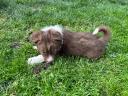 border collie