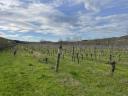 Vinograd za prodajo v vinorodni deželi Szekszárd