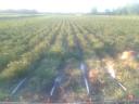 New potatoes for sale