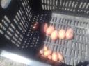 New potatoes for sale
