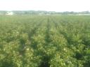 New potatoes for sale