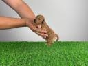 Pedigree dwarf poodle puppy