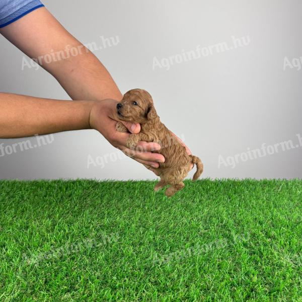Pedigree dwarf poodle puppy