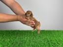 Pedigree dwarf poodle puppy