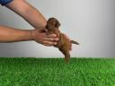 Pedigree dwarf poodle puppy