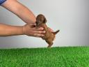 Pedigree dwarf poodle puppy