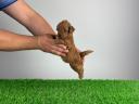 Pedigree dwarf poodle puppy