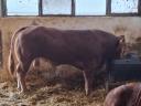 Limousin breeding bulls for sale