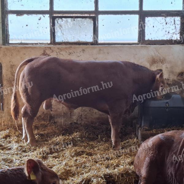 Limousin breeding bulls for sale