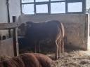 Limousin breeding bulls for sale