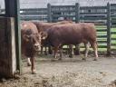 Limousin breeding bulls for sale