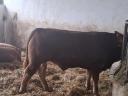 Limousin breeding bulls for sale