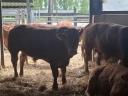 Limousin breeding bulls for sale