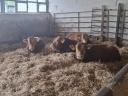 Limousin breeding bulls for sale