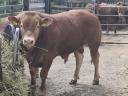 Limousin breeding bulls for sale