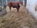 Limousin breeding bulls for sale