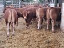 Limousin breeding bulls for sale