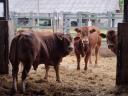 Limousin breeding bulls for sale