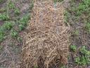 Lucerna small cube bale