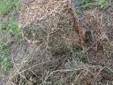 Lucerna small cube bale