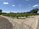 Obstverkäufer in Bordány