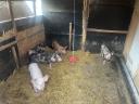For sale 10 weeks old pindur piglets
